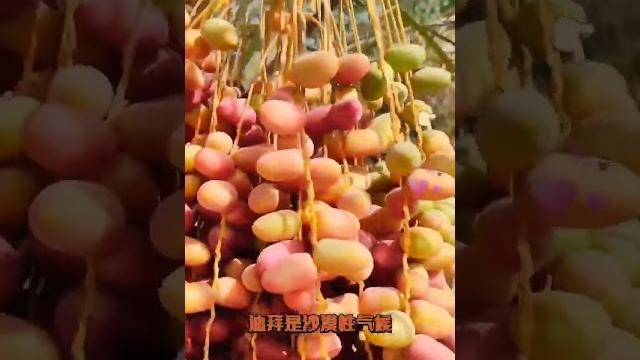 第一视角在迪拜拥有这些才算是真正的上流社会的人 #记录海外生活 #迪拜 #头顶一块布天下我最富 #土豪 第一视角在迪拜拥有这些才算是真正的上流社会的人 #记录海外生活 #迪拜 #头顶一块布天下我最富 #土豪