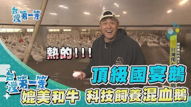 台灣第一等【土庫天然鵝油製皂/光電科技養台灣第一國宴鵝 肉質媲美"和牛"!】 _精選特輯 台灣第一等【土庫天然鵝油製皂/光電科技養台灣第一國宴鵝 肉質媲美"和牛"!】 _精選特輯