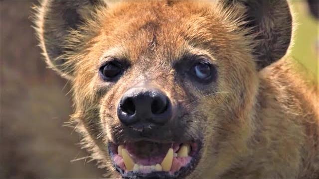Hair-raising hyena moments | bbc earth Hair-raising hyena moments | bbc earth