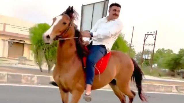 Horse video Horse video