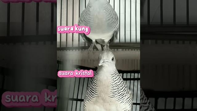 Perkutut bersahutan gacor #perkututlokalgacor #pancinganperkutut #perkututlokalsuarabesar #perkutut Perkutut bersahutan gacor #perkututlokalgacor #pancinganperkutut #perkututlokalsuarabesar #perkutut