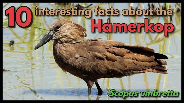 10 interesting facts about the hamerkop 10 interesting facts about the hamerkop