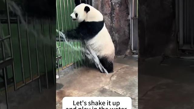 Even playing in the water is so cute! #animals #funny #panda #pandalive #petlover #pets #usa #pubg Even playing in the water is so cute! #animals #funny #panda #pandalive #petlover #pets #usa #pubg