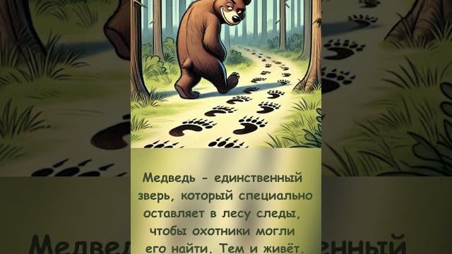 Следы медведя Следы медведя