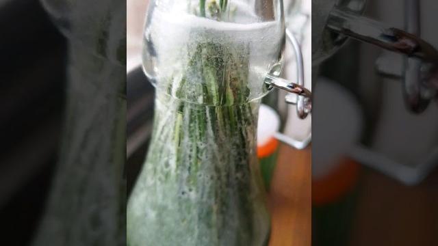 Pine needle soda?! #pine #sprite #4u #forager #atf7 #soda #carbonated #fyp #shorts #shortsvideo #yyz Pine needle soda?! #pine #sprite #4u #forager #atf7 #soda #carbonated #fyp #shorts #shortsvideo #yyz