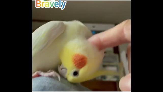 Cute cockatiels parrot Cute cockatiels parrot