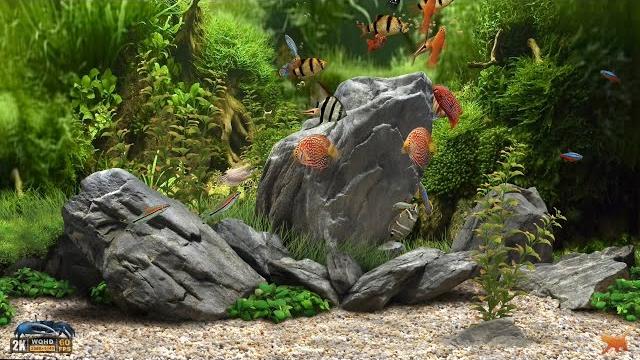 Dream aquarium uhd screensaver 10 fishtanks 60fps Dream aquarium uhd screensaver 10 fishtanks 60fps