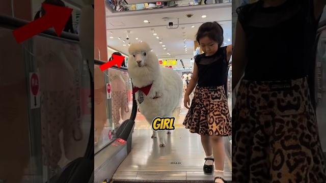 This japanese girl has her own lamb! #shorts This japanese girl has her own lamb! #shorts