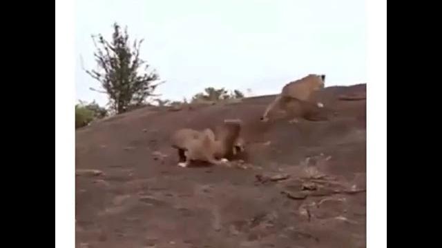 Кто царь зверей!!! Кто царь зверей!!!