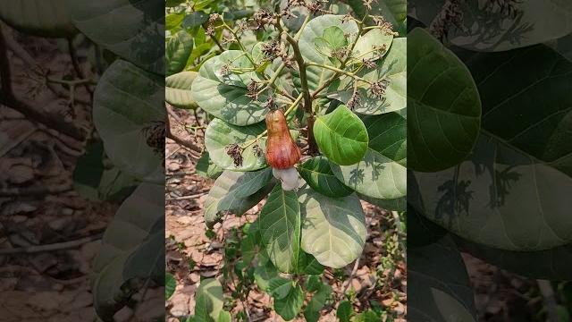 Kaju ka ped (cashew tree) #viral video Kaju ka ped (cashew tree) #viral video