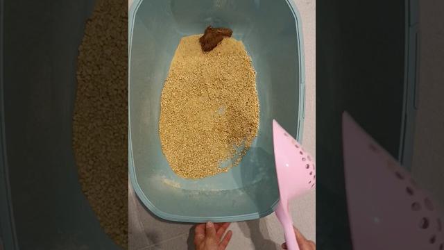 #3836 #shorts #cat #litter #arenero #gato #satisfaying #limpieza #caca #gato #video #amsr #mixis #3836 #shorts #cat #litter #arenero #gato #satisfaying #limpieza #caca #gato #video #amsr #mixis