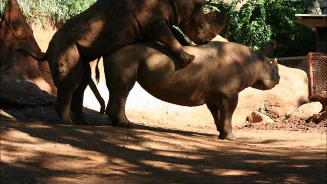 Zooporn 2011.wmv Zooporn 2011.wmv