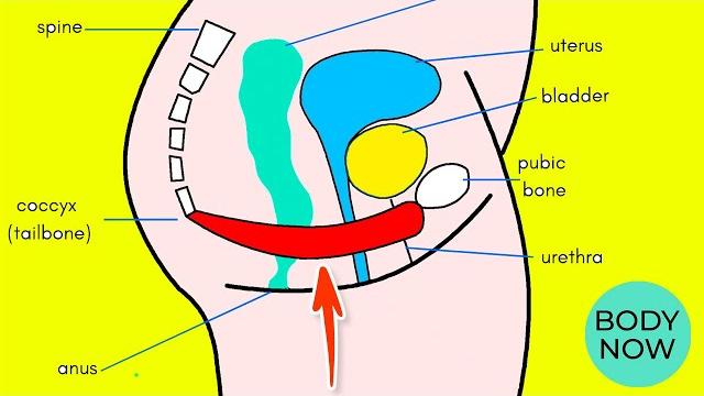 Kegel exercises for women tighten your pelvic floor Kegel exercises for women tighten your pelvic floor