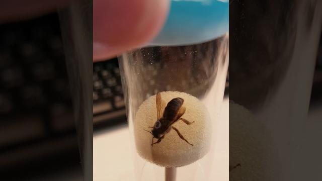 “蜂王標籤(00號)” 試貼~(試膠水&自製標籤) “蜂王標籤(00號)” 試貼~(試膠水&自製標籤)