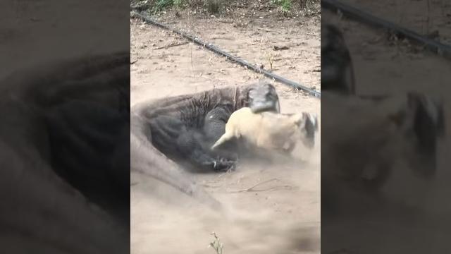 The speed at which the komodo dragon reaches its target The speed at which the komodo dragon reaches its target