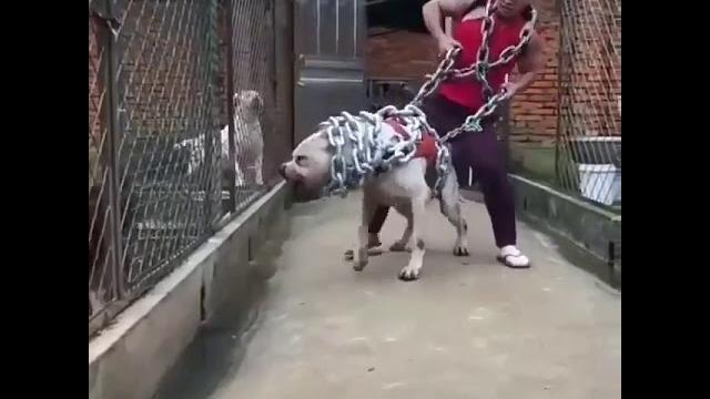 Itlar jangi Itlar jangi