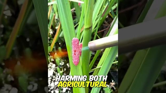 Why are apple snails dangerous? Why are apple snails dangerous?
