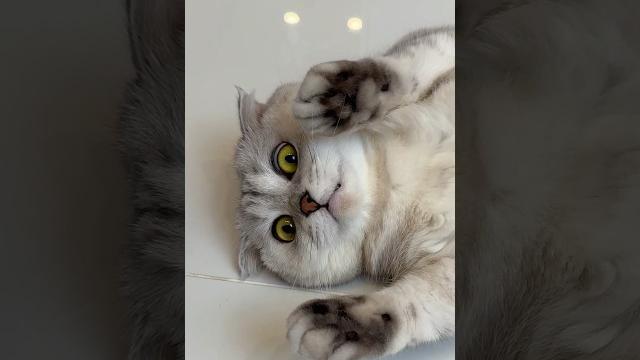 What other tricks can i expect from sonya? #cat #cats What other tricks can i expect from sonya? #cat #cats