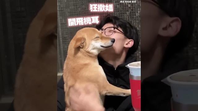 5天沒見!柴柴闔眼+飛機耳 跟哥哥黏緊緊 #shorts @funny_videos 5天沒見!柴柴闔眼+飛機耳 跟哥哥黏緊緊 #shorts @funny_videos
