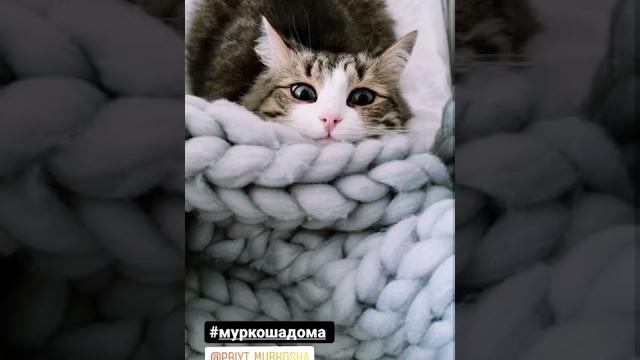 Лайм дома Лайм дома