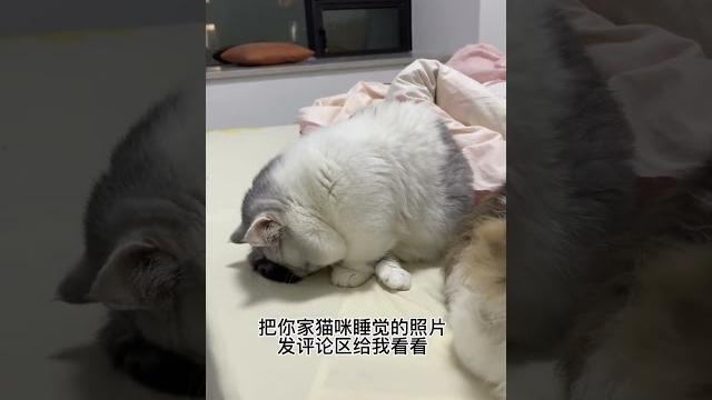 【陈秃秃的一家】有同款姿势吗 【陈秃秃的一家】有同款姿势吗