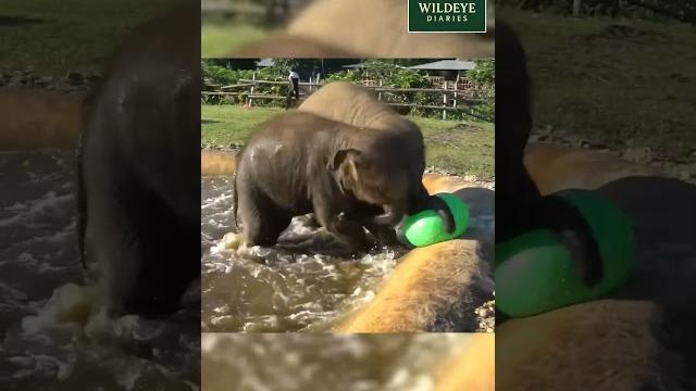 Cute baby elephant enjoys water play | adorable wildlife moment #shorts #wildlife #elephant Cute baby elephant enjoys water play | adorable wildlife moment #shorts #wildlife #elephant