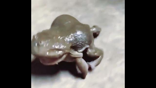 Lucu banget katak nangis Lucu banget katak nangis