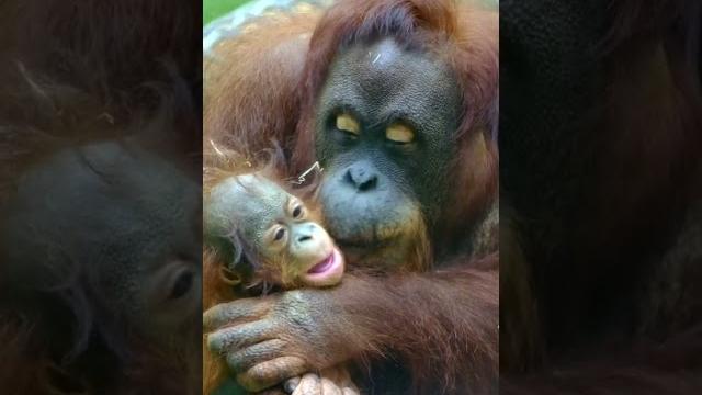 Baby orangutan gets showered with kisses from mom Baby orangutan gets showered with kisses from mom