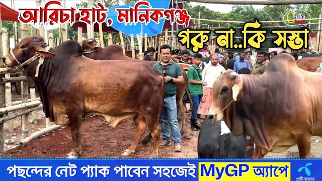 ঢাকার বাইরে মানিকগঞ্জের আরিচা হাটে নাকি গরু সস্তা! সত্যিই কি তাই দেখুন! qurbani cow price 2025 ঢাকার বাইরে মানিকগঞ্জের আরিচা হাটে নাকি গরু সস্তা! সত্যিই কি তাই দেখুন! qurbani cow price 2025