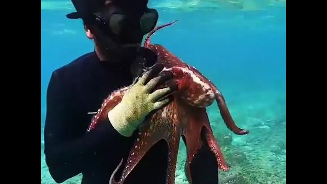 Catching octopus in lakshadweep Catching octopus in lakshadweep