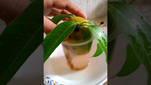 Amazing way to grow mango #shorts #viral #mango Amazing way to grow mango #shorts #viral #mango