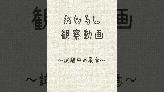 Omoani // omorashi schoolgirl holding & wetting Omoani // omorashi schoolgirl holding & wetting
