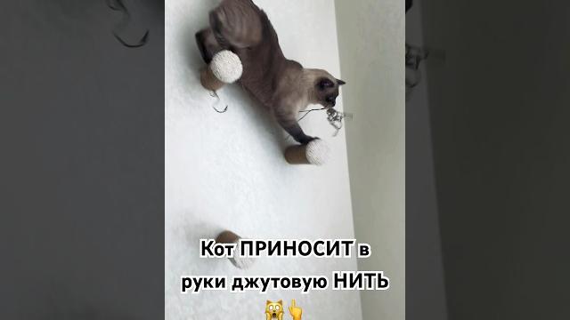 Фил старался донести, но нить зацепилась #cat #котэ #кот #феликс #felix #питомец #сиамскийкот Фил старался донести, но нить зацепилась #cat #котэ #кот #феликс #felix #питомец #сиамскийкот