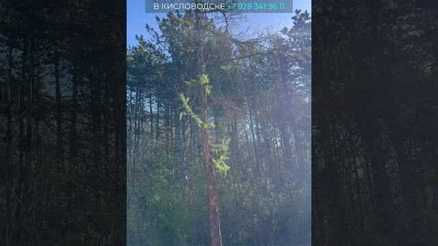 Кисловодский парк - спокойствие и умиротворение здесь не просто слова, это состояние души Кисловодский парк - спокойствие и умиротворение здесь не просто слова, это состояние души