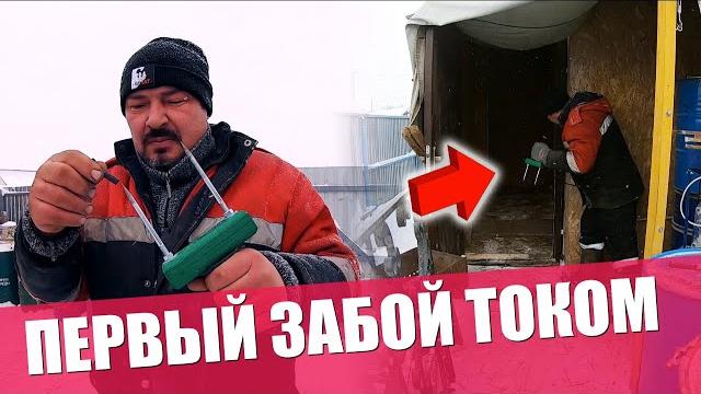 Забой током первый опыт | самый быстрый забой | свинья 135 кг живым весом | убой током свиней Забой током первый опыт | самый быстрый забой | свинья 135 кг живым весом | убой током свиней