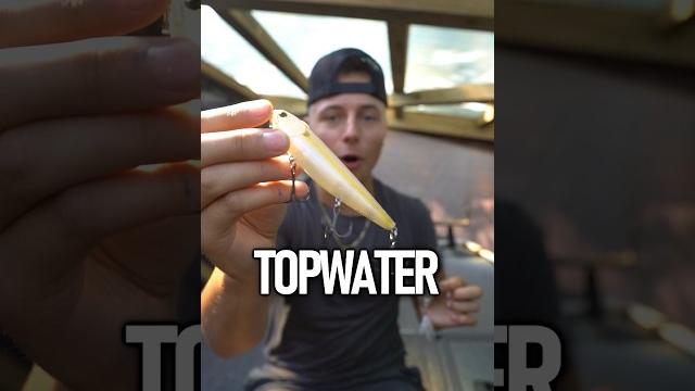 The best topwater fishing lure! The best topwater fishing lure!