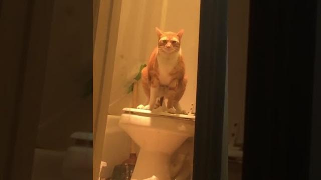 Cat takes satisfying poop on toilet Cat takes satisfying poop on toilet