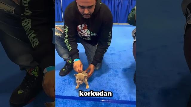 Kocaman köpek ve minik köpek yarışacak! Kocaman köpek ve minik köpek yarışacak!