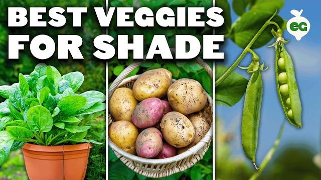 12 perfect vegetables to grow in a shady garden space 12 perfect vegetables to grow in a shady garden space