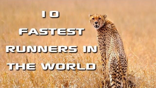 Top 10 fastest animals in the world: fastest runners in the animal kingdom - freeschool Top 10 fastest animals in the world: fastest runners in the animal kingdom - freeschool