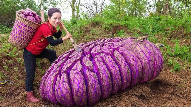 Women unearthing cracked purple yam! unbelievable size and vivid color surprise everyone! Women unearthing cracked purple yam! unbelievable size and vivid color surprise everyone!