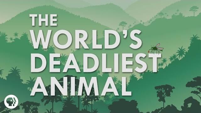 What's the deadliest animal in the world? What's the deadliest animal in the world?