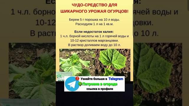 Борная кислота помощник для выращивания огурцов Борная кислота помощник для выращивания огурцов