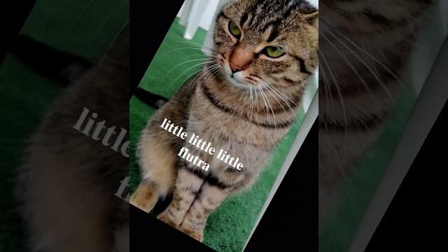 𝐟𝐥𝐮𝐭𝐫𝐚 𝐟𝐥𝐮𝐭𝐫𝐚