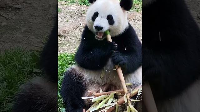 Lucu banget panda gemoy makan bambu bikin gemes lihatnya Lucu banget panda gemoy makan bambu bikin gemes lihatnya