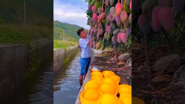 Chinese amazing mango fruit farming #shorts #short #youtubeshorts #shortvideo #tiktok #shortfeed Chinese amazing mango fruit farming #shorts #short #youtubeshorts #shortvideo #tiktok #shortfeed