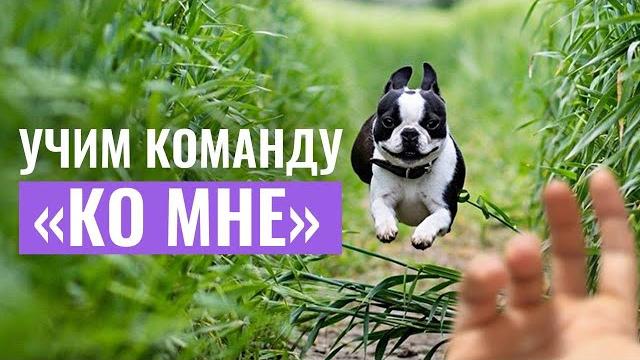 Как научить собаку команде «ко мне»? ошибки, которые мешают успешной дрессировке и как их избежать Как научить собаку команде «ко мне»? ошибки, которые мешают успешной дрессировке и как их избежать