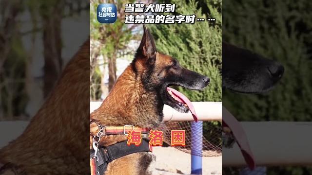 护国警犬vs祸国妲己 护国警犬vs祸国妲己