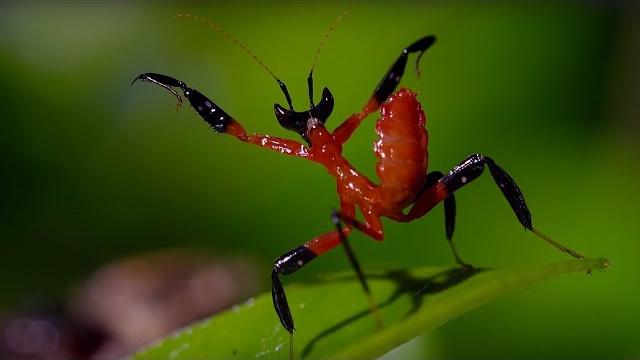 Kung fu mantis vs jumping spider | life story | bbc Kung fu mantis vs jumping spider | life story | bbc