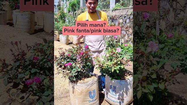 Bunga mawar pink indukan | butterfly Bunga mawar pink indukan | butterfly